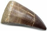 Fossil Mosasaur (Mosasaurus) Tooth - Morocco #384025-1